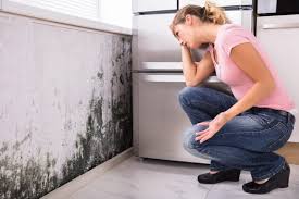 Best Air Quality Testing for Mold Spores in Montpelier, OH